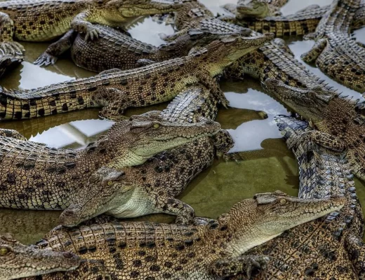 Darwin Crocodiles