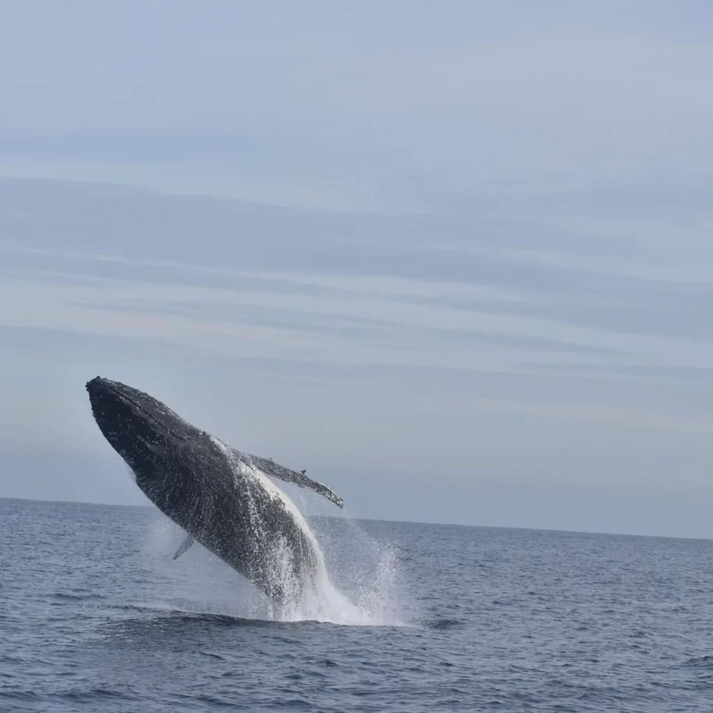 peak whale season